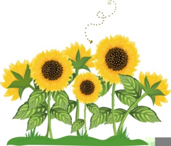 Clipart Free Sunflower Free Images At Vector Clip Art