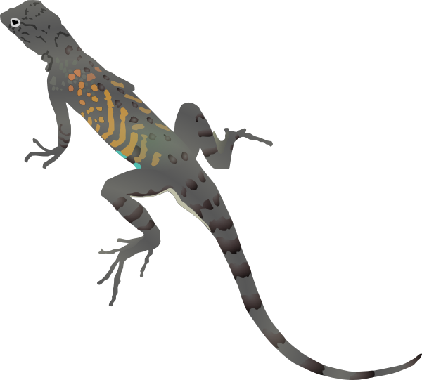 clipart pictures of lizards - photo #17