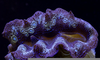 Giant Saltwater Clams Image
