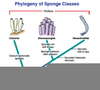 Sponge Spicules Taxonomy Image