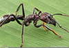 Bullet Ant Bite Image