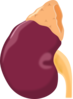 Kidney Clip Art