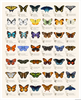 Butterfly Species Chart Image
