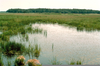 Examples Commensalism Wetland Image