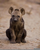 Newborn Hyena Cubs Image