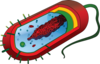 Bacterial Cell No Labels Clip Art