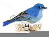 Mountain Bluebird Clipart Image