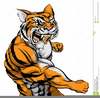 Tiger Muscle Clipart Image