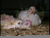 Force Feeding Chickens Image