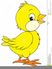 Baby Chicks Clipart Image