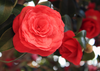 Camellia Image