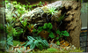 Cork Background Terrarium Image