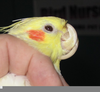 Normal Cockatiel Beak Image