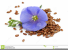 Clipart Seed To Flower Image