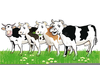 Cows Daisies Clipart Image