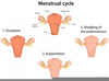 Menstrual Cycle Clipart Image