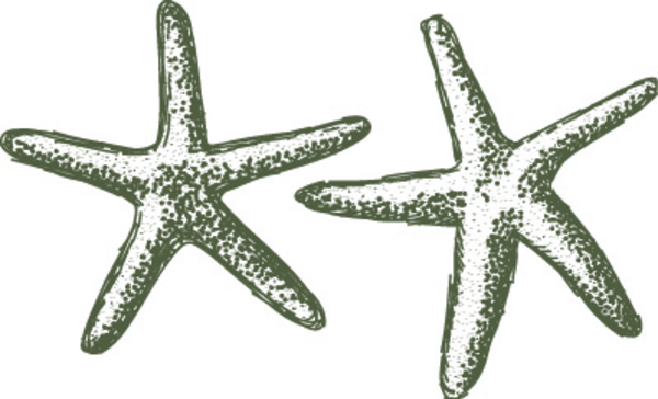 free starfish clipart - photo #47