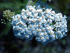 Blue Yarrow Flower Image