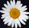 Daisy Flower | Free Images at Clker.com - vector clip art online