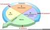 Cell Cycle Diagram Image