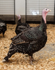 Bronze Turkey Hen Image