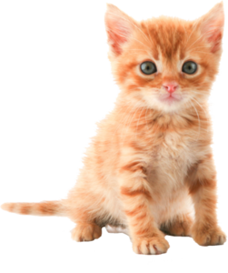 Cat Png Image