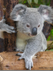 Newborn Koala Bear Image