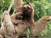 Sloth Pictures Image