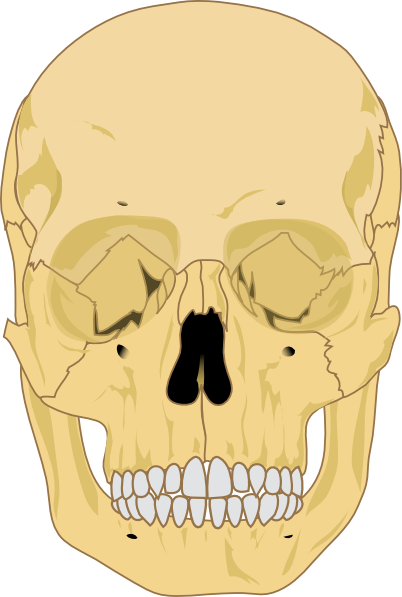 human skeleton drawing. Human Skull clip art