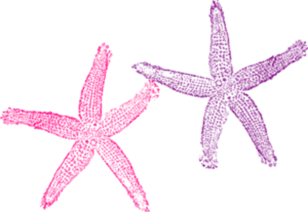 wedding starfish clipart