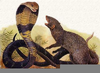 Mongoose Vs Cobra Image