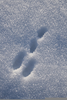 Bunny Footprint Clipart Image