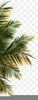 Palm Tree Png Clipart Image