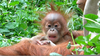 Orangutan Family Life Image