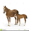 Mare And Foal Clipart Image