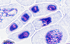 Mitosis Microscope Video Image