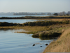 Estuaries Biome Image