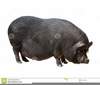 Vector Pigs Image