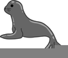 Animal Seal Clipart Image