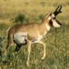 Antelope Icon Image