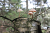 Wood Mushroom Image