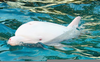Rare Albino Dolphin Image