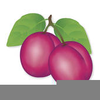 Plum Clipart Free Image