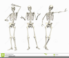 Clipart Skeletons Image
