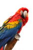 Colorful Macaw Image