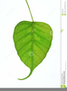 Heart Shaped Leaf Clipart Image