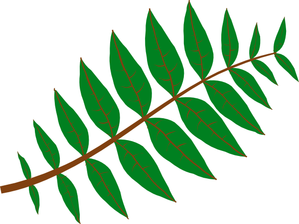 Pinnate Leaf Clip Art. Pinnate Leaf · By: OCAL 7.4/10 13 votes