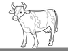 Cow Drawing Outline Image
