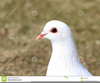 White Pigeon Head Image