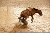 Bucking Horse Rider Clipart Image